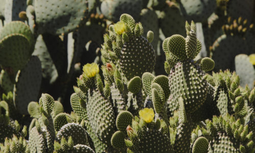 Abla Botanical Gardens Image of Cacti