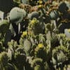 Macro image of cacti