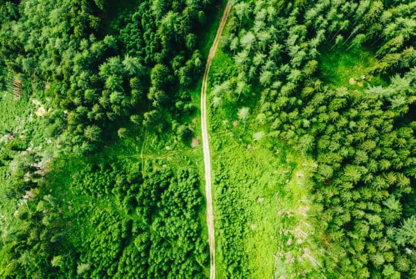 Aerial View of Green forest and field with path running through.