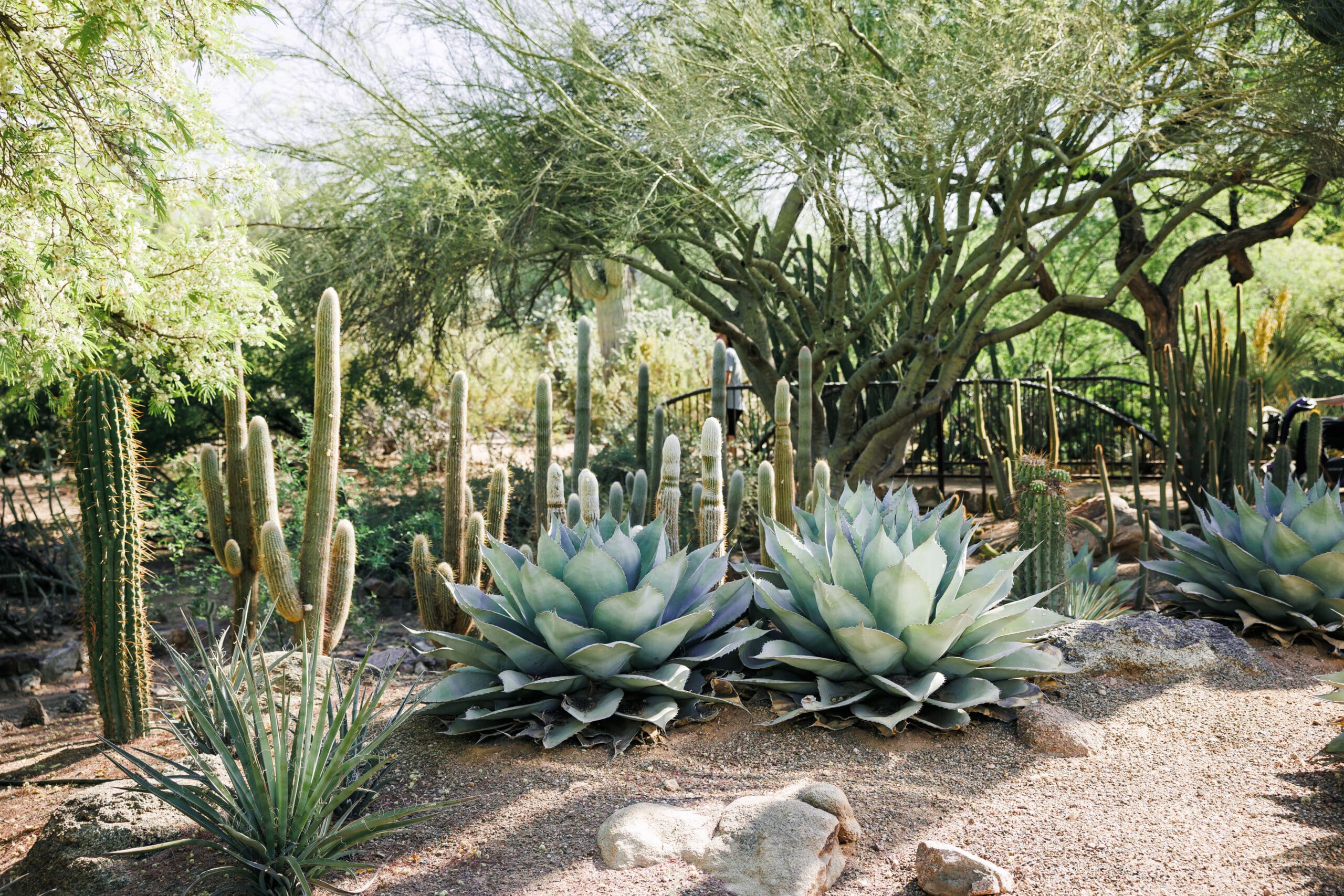 Planting with purpose in the Arizona landscape